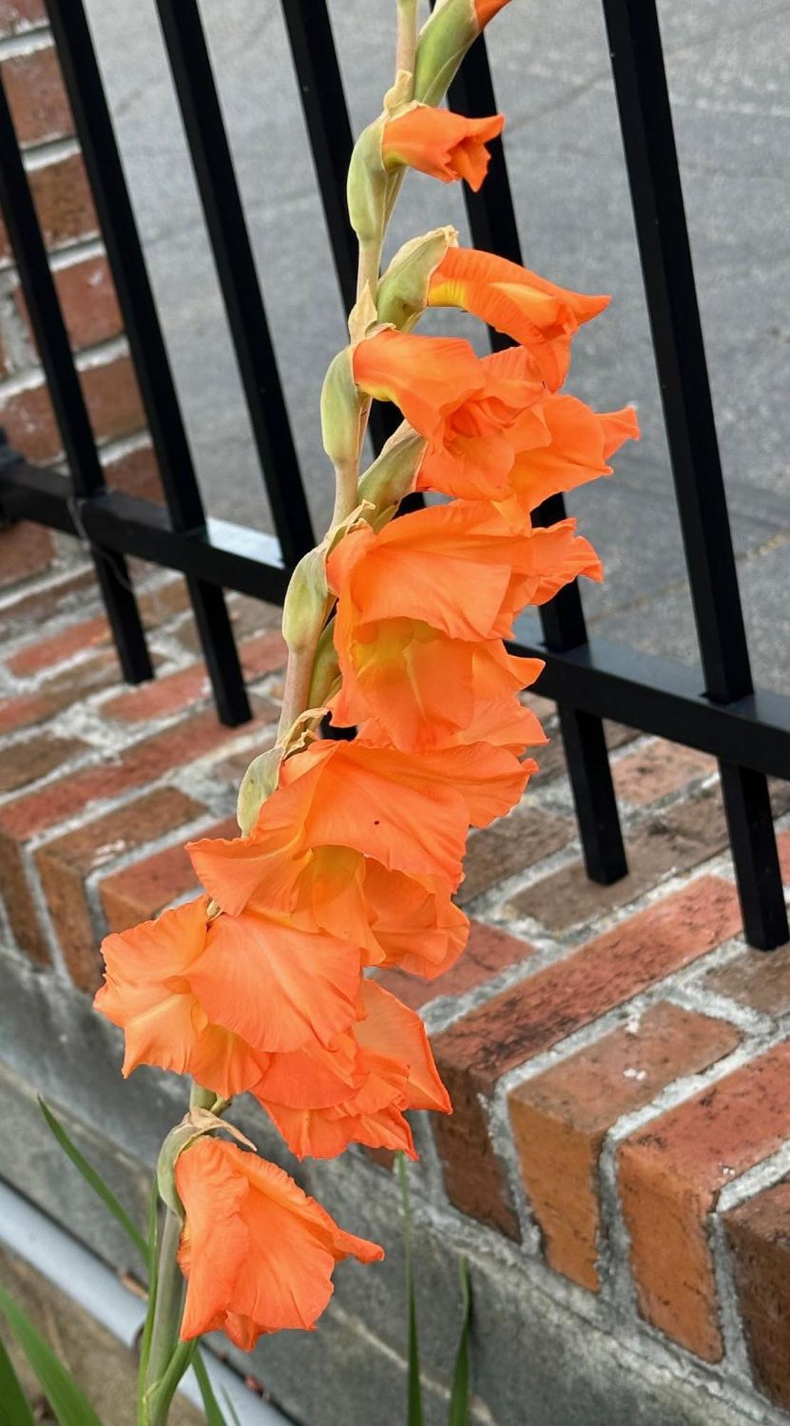 Nation'S Inn Of Wake County - Raleigh Crabtree Экстерьер фото